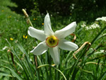 Narcissus poeticus